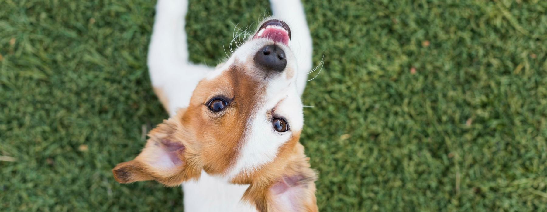 a dog with a toy in its mouth